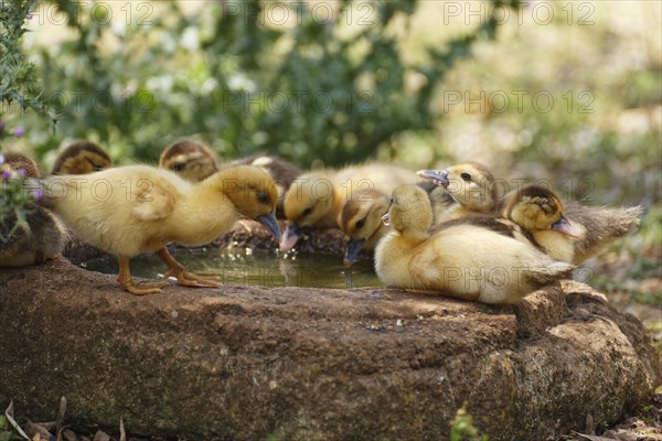 Ducklings at the trough