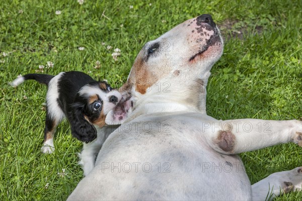 Bull terrier and Cavalier King Charles spaniel