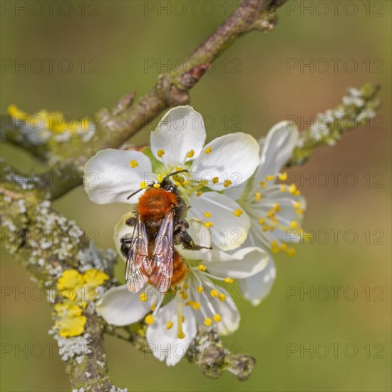 Forest bee