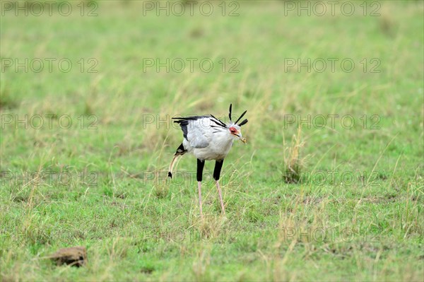 Secretary bird