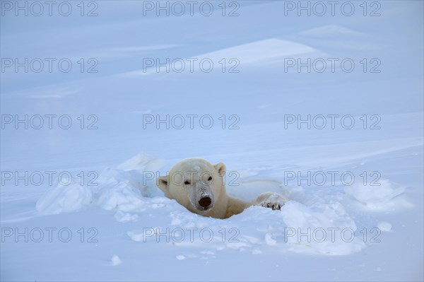 Polar bear