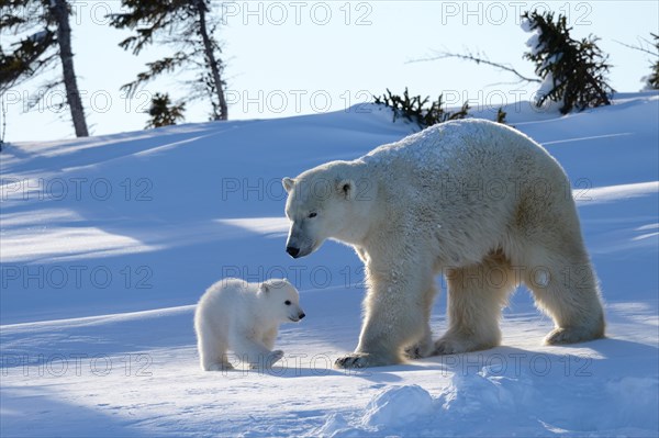 Female polar bear