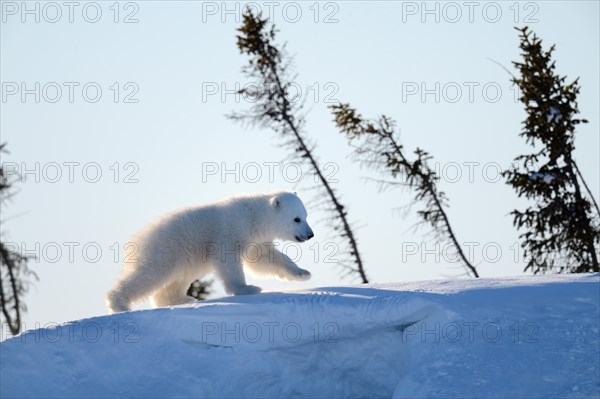 Polar bear