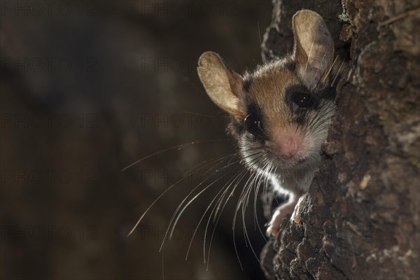 Garden dormouse