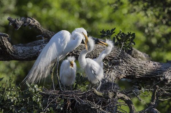 Great egret