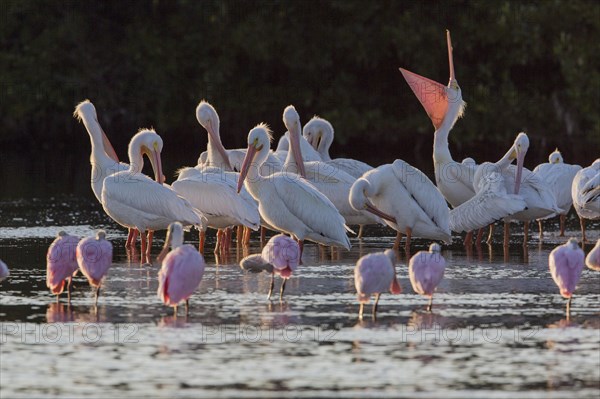 White pelican