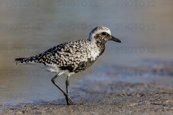 Black-bellied Plover