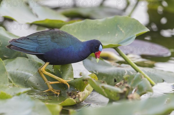 American purple gallinule