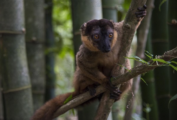 Brown lemur