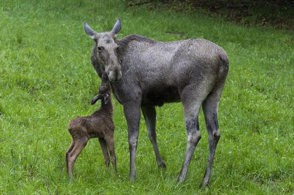 Elk