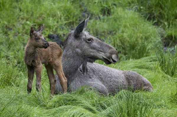 Elk