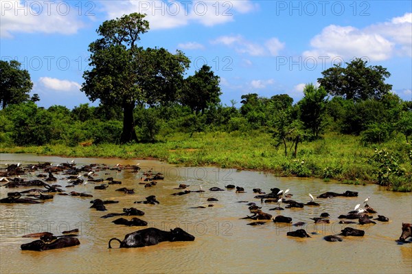 Asian water buffalo