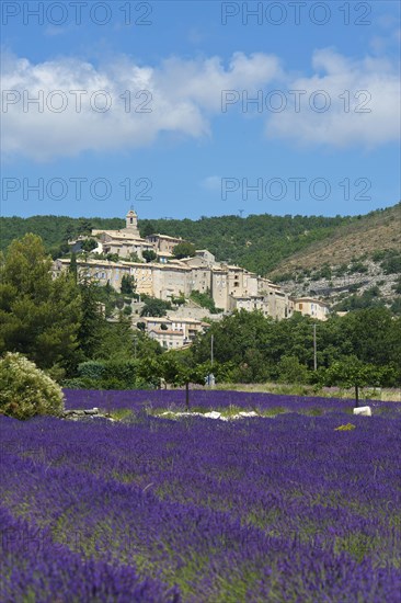 Lavender field near Banon