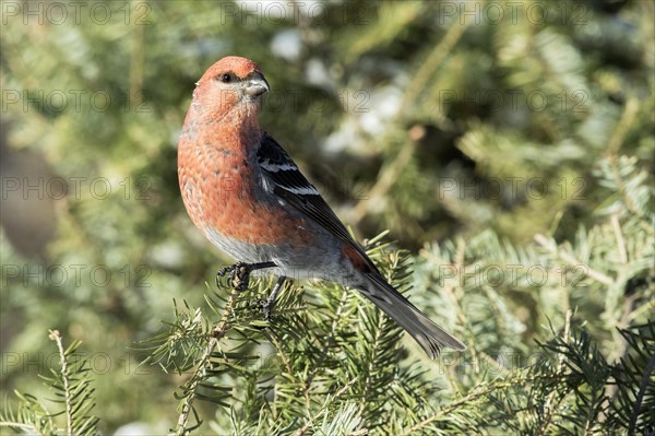 Male Pine Grosbeak