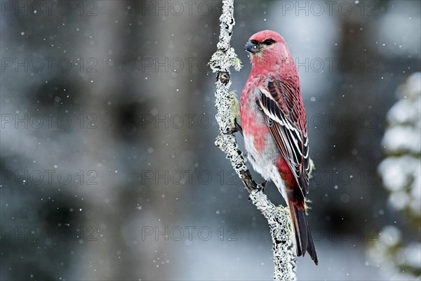 Male Pine Grosbeak