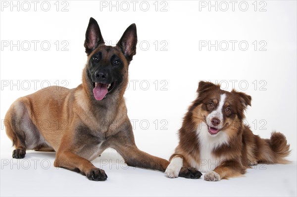 Miniature Australian Shepherd