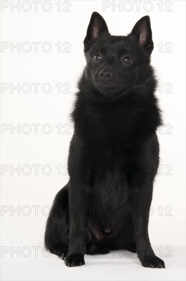 Schipperke