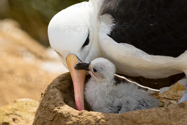 Black-browed Albatross