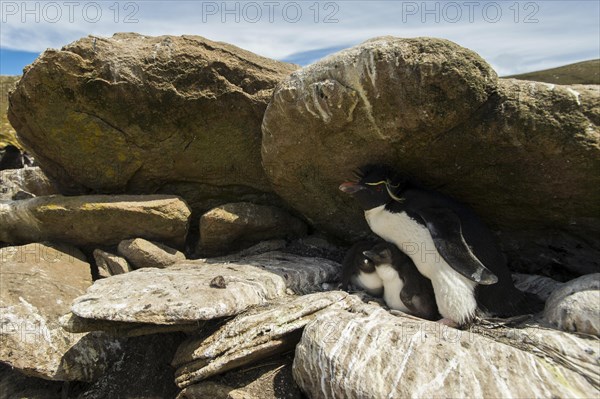 Saunders Island