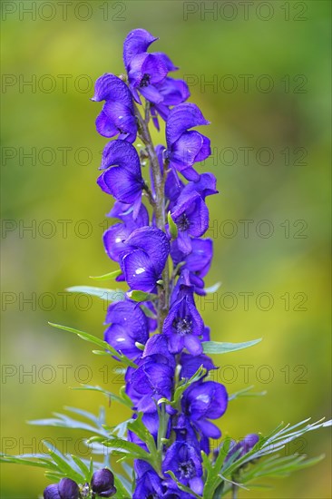 Blauer Eisenhut Aconite