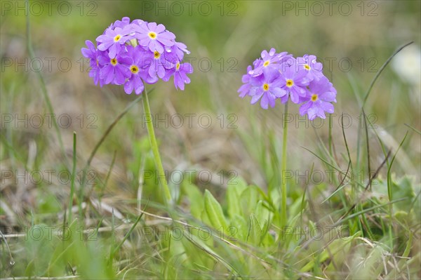 Bird's eye primrose