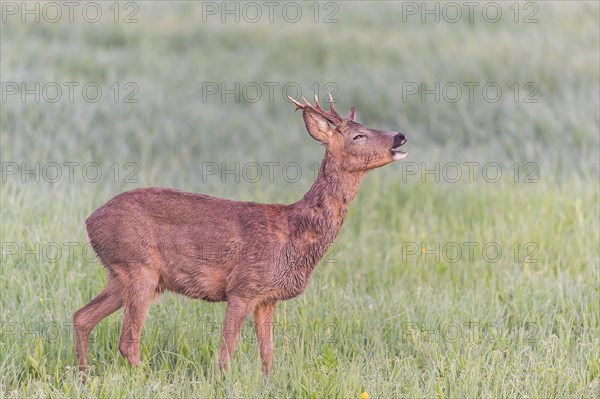 European roe deer