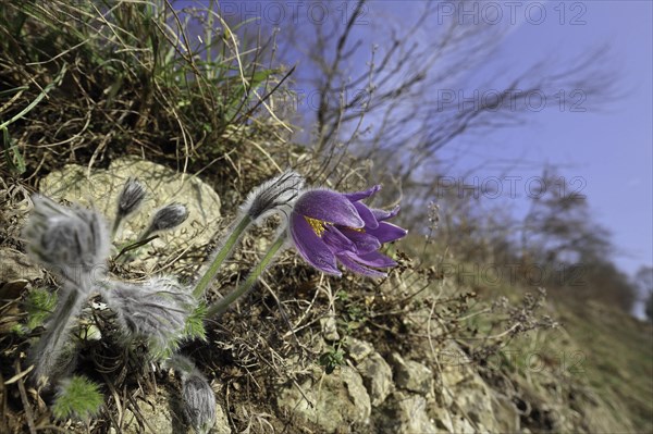 Common Pasque flower