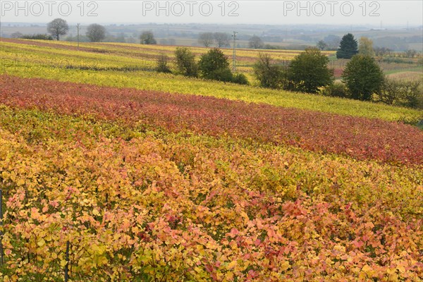 Vineyards