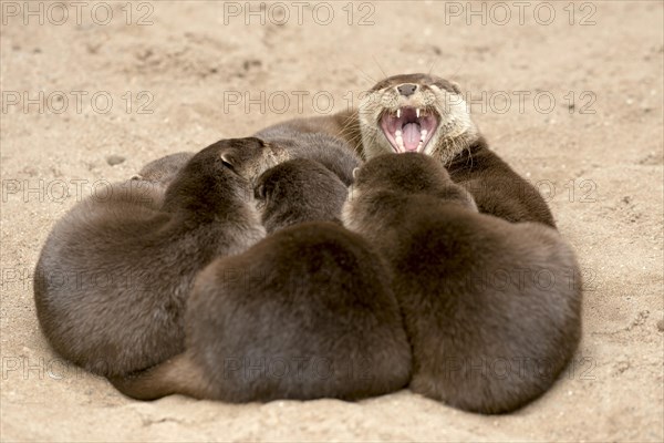 Oriental small clawed otter