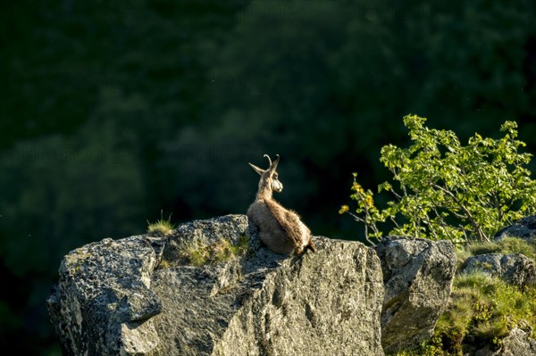 Chamois