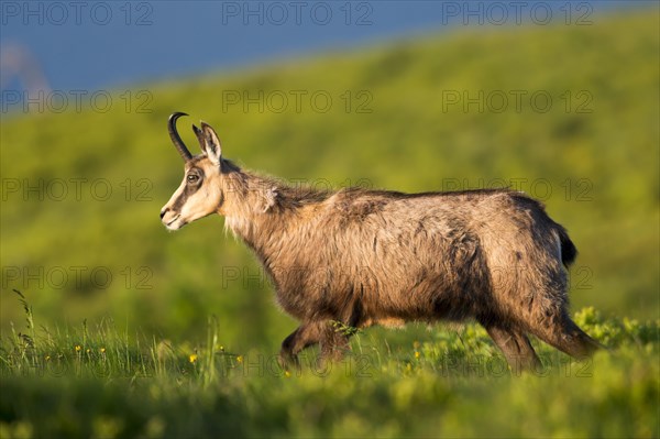 Chamois