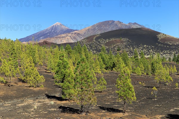 Tenerife