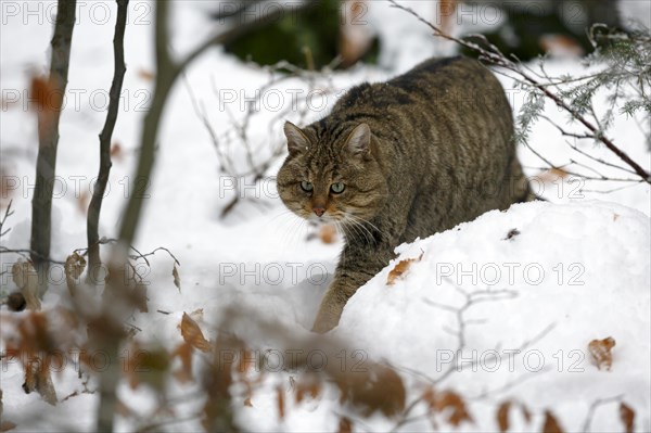 Wildcat