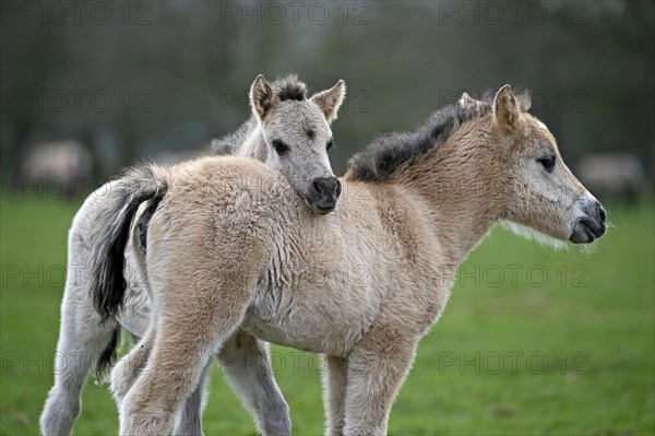 Wild Horse Duelmen