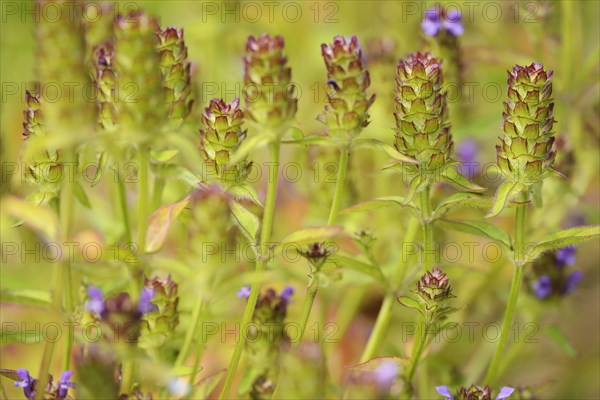 Common selfheal