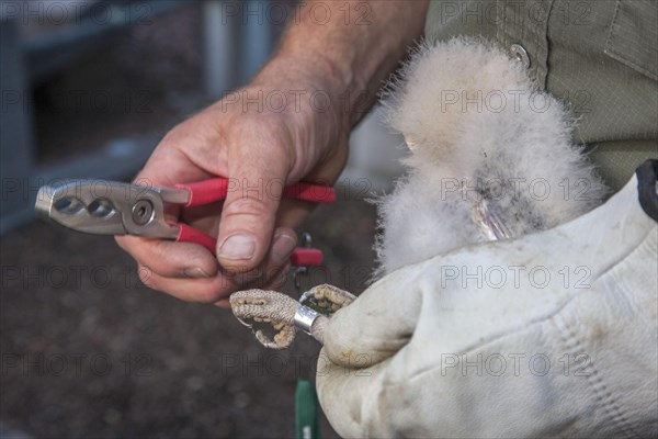 Barn owl