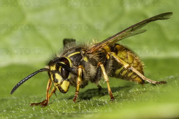 Common wasp