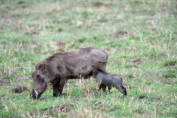 Warthog piglet suckling from its mother