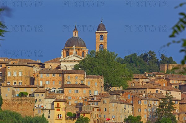 Urbino