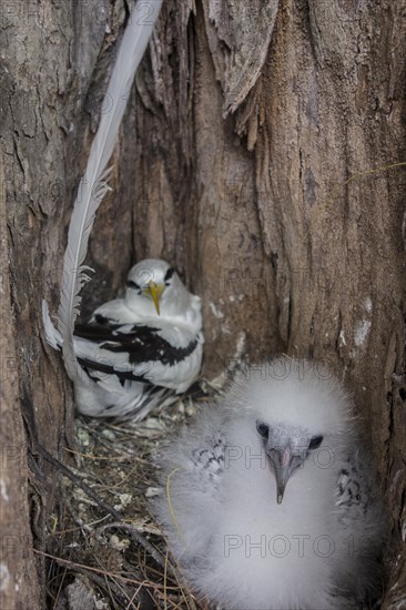 White-tailed tropicbird