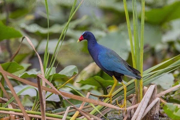 Pygmy Gallinule