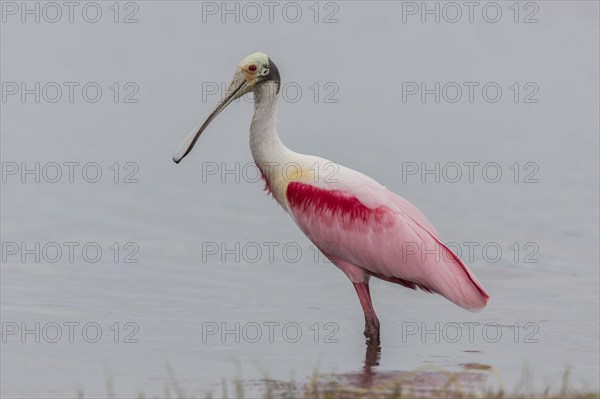 Roseate Spoonbill