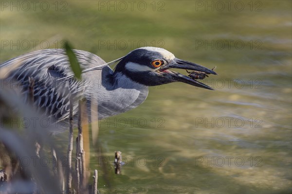 Crab Pond Heron