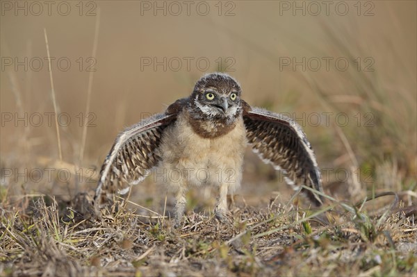 Burrowing owl