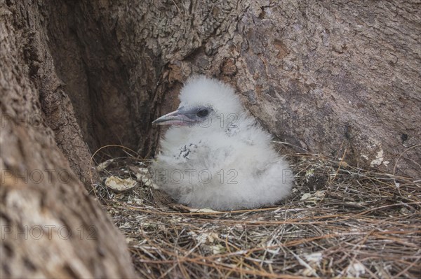 White-tailed tropicbird