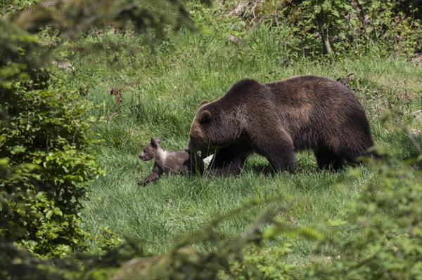 Brown bear