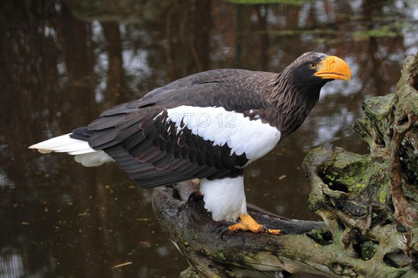 Steller's sea eagle