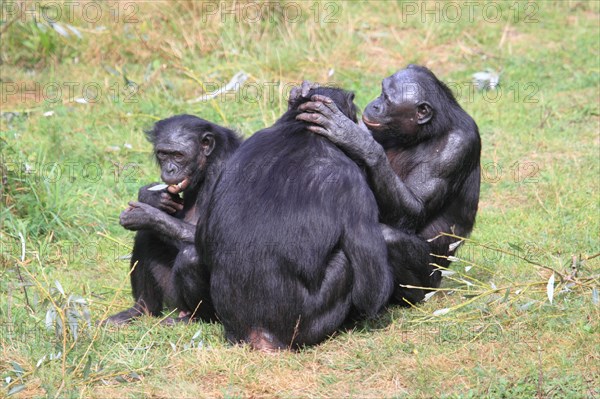 Bonobos