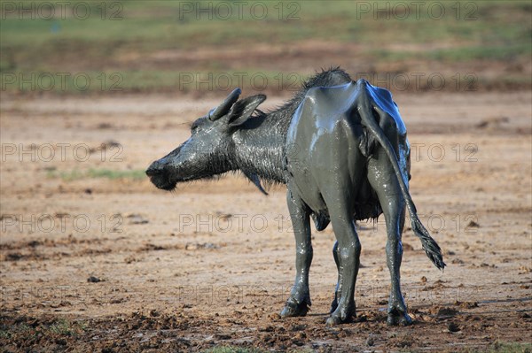 Asian water buffalo