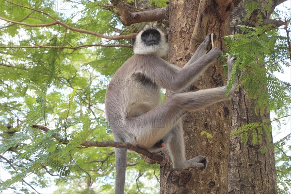 Entellus langur of Ceylon